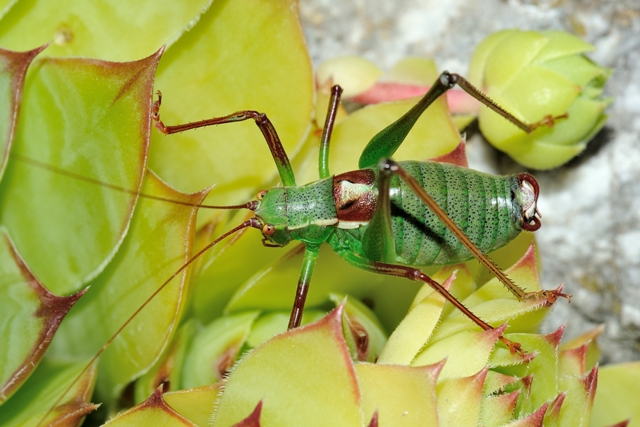 Barbitistes sp.